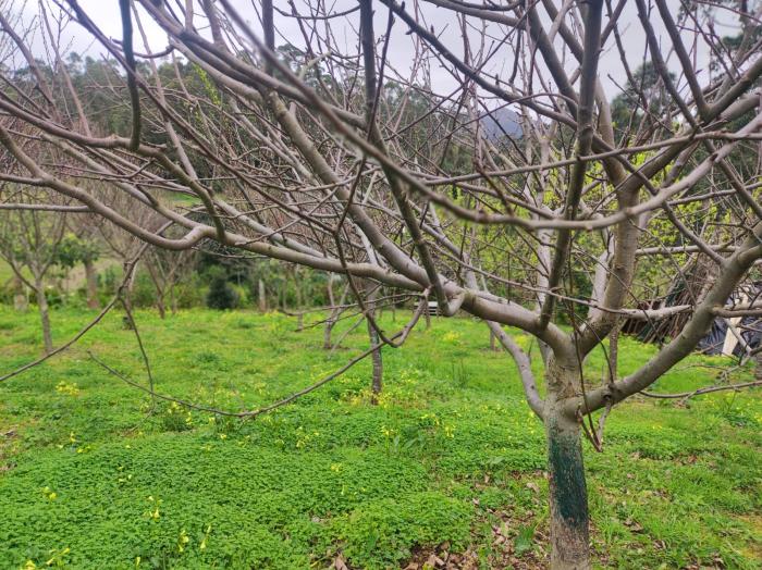 Se vende terreno con frutales en Palmeira